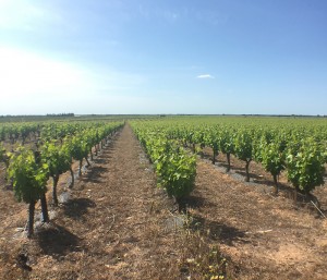 une balade entre les vignes près de Vauvert