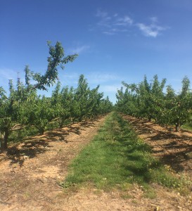 Les vignes toquées sont une balade entre les vignes qui mêlent marche, vins et gastronomie