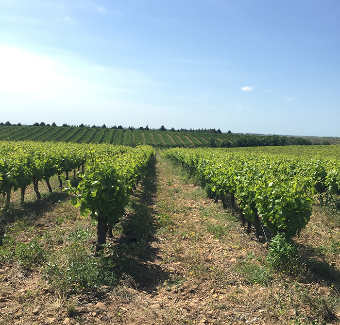 en plein coeur des vignes, un cadre idéal pour déguster des vins de région et des plats signatures