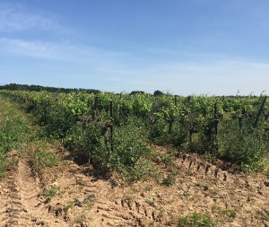 une balade au grand air qui vient ravir les papilles de tous les promeneurs