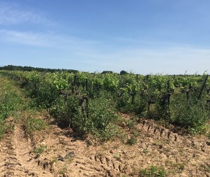 une balade au grand air qui vient ravir les papilles de tous les promeneurs