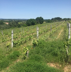 une balade vigneronne et gastronomique entre les vignes à Nîmes