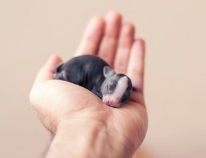 le bébé lapin à sa naissance