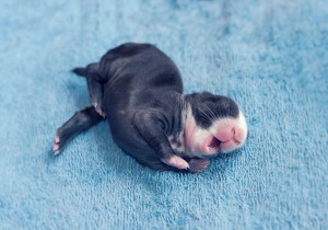 le bébé lapin en train de s'étirer...