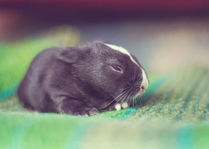 Le bébé lapin ouvre enfin les yeux