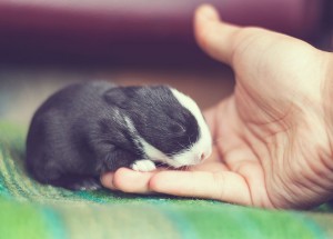 il n'est pas sauvage et rentre en contact