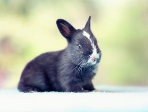 le bébé lapin se dresse sur ses pattes