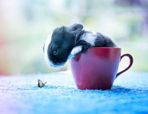 le bébé lapin fait connaissance avec la nature