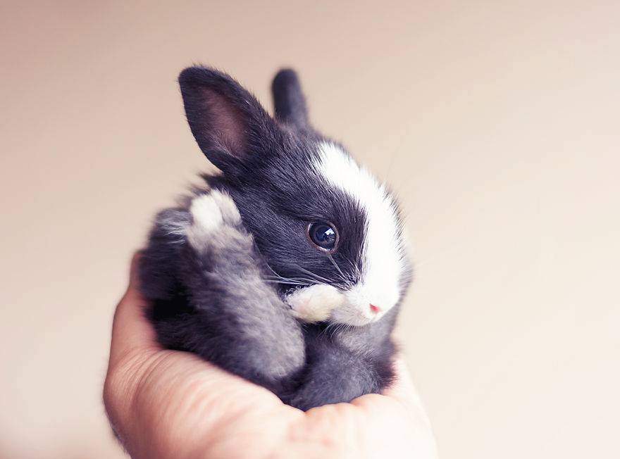 le bébé lapin tient dans une main