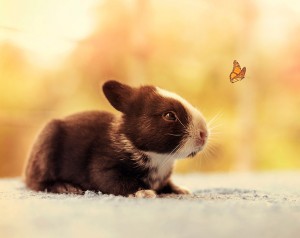 le bébé lapin suit un papillon