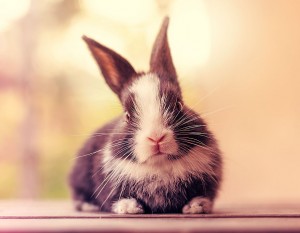 le bébé lapin à bien grandi