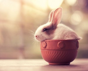 le lapin se repose dans un pot