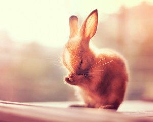le lapin fait sa toilette