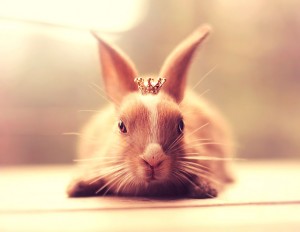 princesse lapine est dans la place