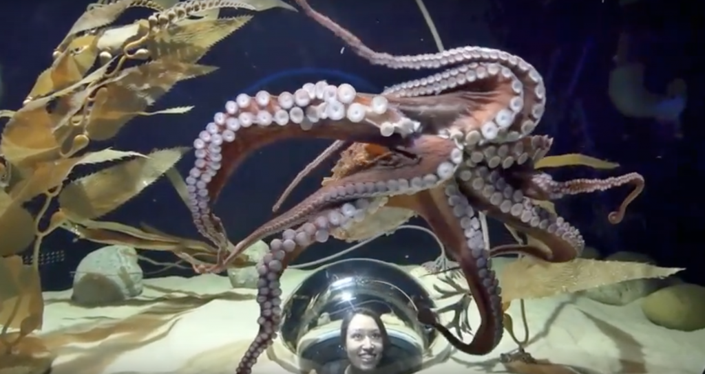 La pieuvre géante du Pacifique est la plus grande pieuvre du monde et dispose de capacités impressionnantes