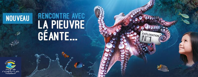 Une expérience unique et fantastique vous attend à l'aquarium mare nostrum de Montpellier avec l'arrivée de cette pieuvre géante surprenante et mystérieuse
