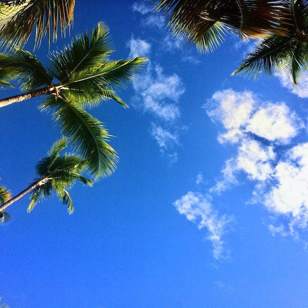 Les cocotiers et le ciel bleu, parfait pour la farniente