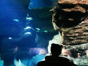 Une petite fille qui s'émerveille devant les poissons du Planet océan de Montpellier