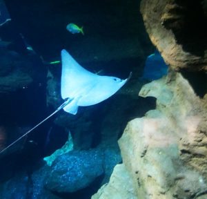 les raies partagent le bassin des requins au planet océan montpellier