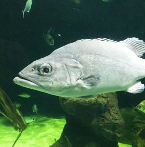 de drôles d'espèces sont à découvrir au planet océan montpellier