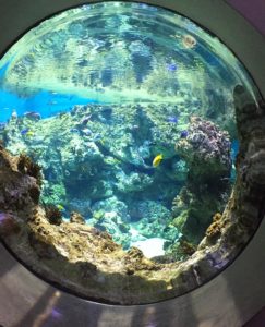 immersion marine au planet océan montpellier