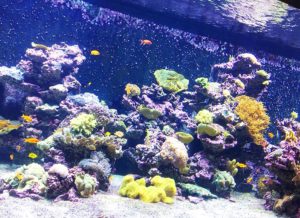 des aquarium plein de couleur pour émerveiller les enfants au planet océan montpellier