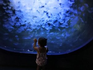 les méduses et leurs transparences viennent surprendre les enfants au planet océan montpellier