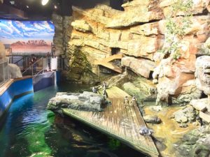 les manchots du cap font le show au planet océan montpellier
