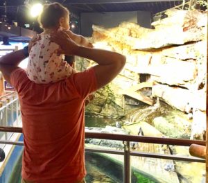 une petite fille émerveillée devant les manchots du cap avec son papa