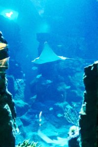 les raies nagent majestueusement au milieu des autres poissons et requins au planet océan montpellier