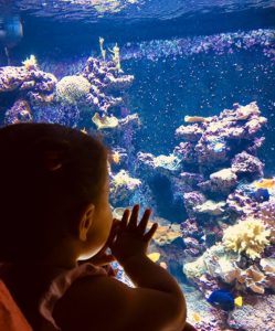 une petite fille qui découvre les poissons colorés du planet océan montpellier