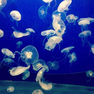 les méduses du planet océan montpellier