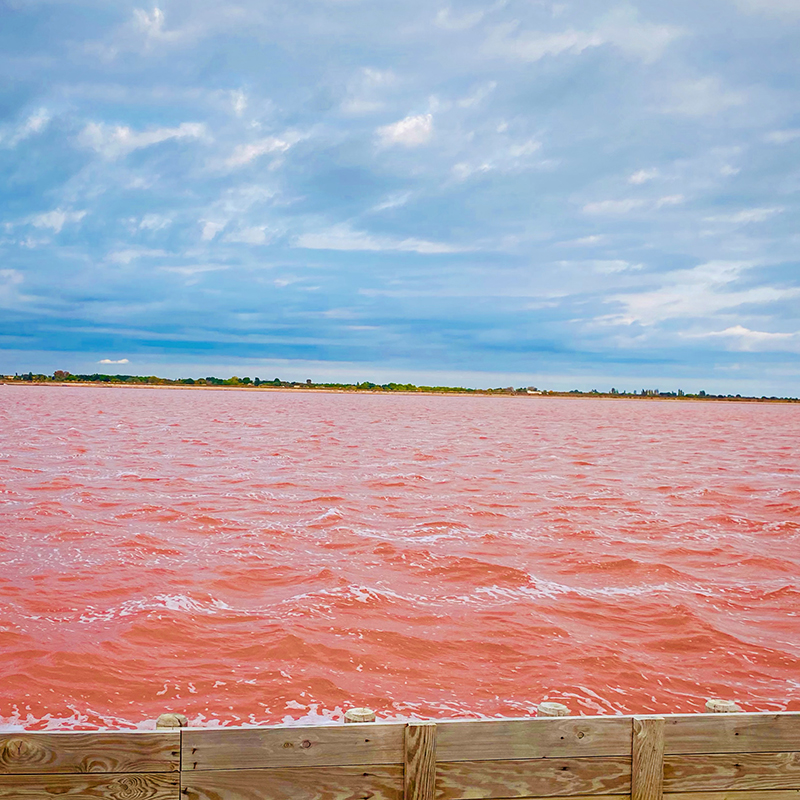 l'eau du salin est rose grâce à une algue microscopique qui prolifère dans les marais, la "dunaliella salina".