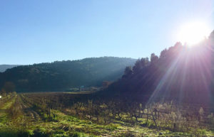 les jolies paysages autour de la maison à Ménerbes